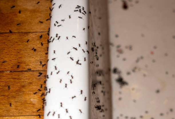 Best Bed Bug Extermination  in Metzger, OR